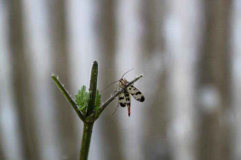 Mouche scorpion sur framboisier taillé. LISE JALOUX